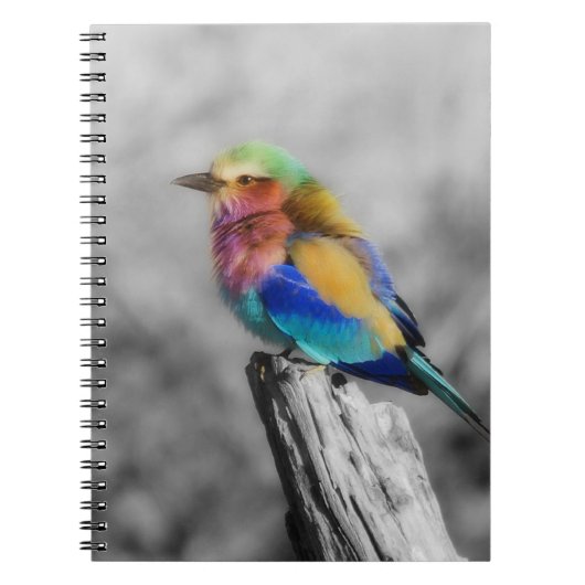 Carnet Oiseau d'arc-en-ciel (Devant)