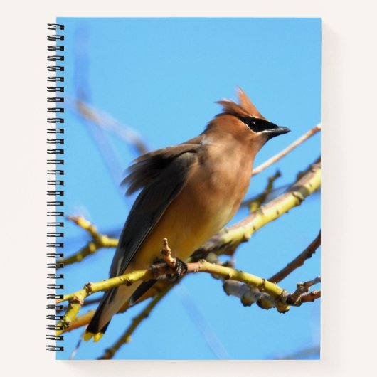 Carnet Oiseau de cèdre (Devant)