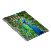 Carnet Oiseau de paon coloré (Côté Droit)