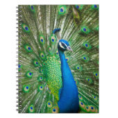 Carnet Oiseau de paon coloré (Devant)