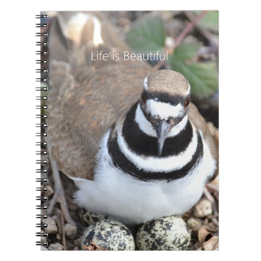 Carnet Oiseau Killdeer avec des œufs (ma photographie) (Devant)