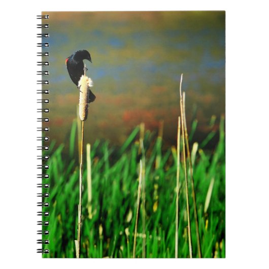 Carnet Oiseau-noir à ailes rouges sur un cattail (Devant)