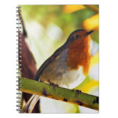 Carnet Oiseau rouge de sein de Robin (Devant)