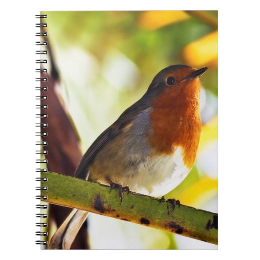 Carnet Oiseau rouge de sein de Robin (Devant)