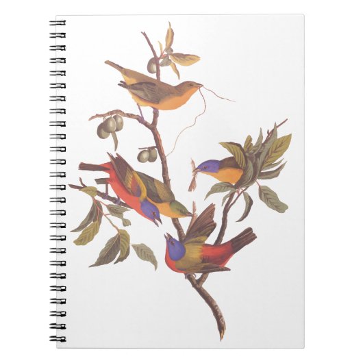 Carnet Oiseaux de Bunting Peint Audubon dans une prune de (Devant)