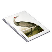 Carnet Oiseaux de John James Audubon de grue de Sandhill (Côté Droit)
