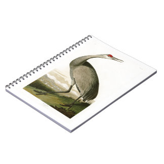 Carnet Oiseaux de John James Audubon de grue de Sandhill