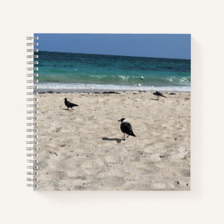 Carnet Oiseaux de mer & Gribouillages