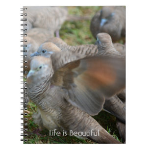 Carnet Oiseaux Gris Kauai (ma photographie)