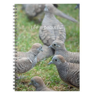 Carnet Oiseaux Kauai (ma photographie)