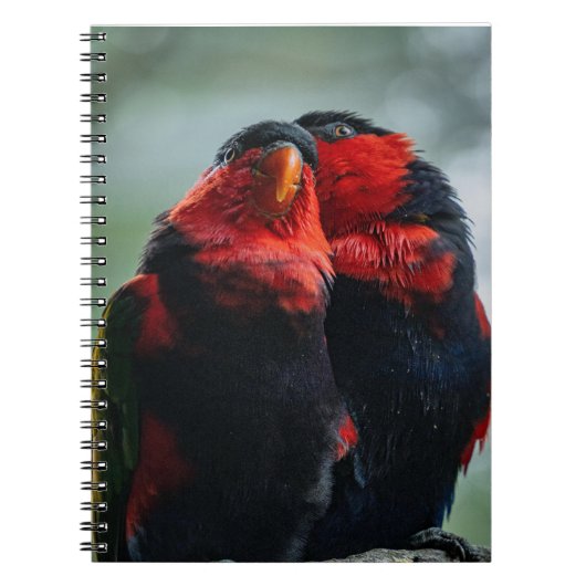 Carnet Oiseaux, Perroquets, Ornithologie (Devant)