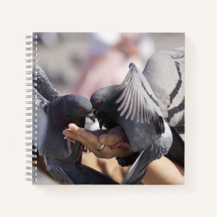 Carnet Oiseaux Pigeons Colombes Couleurs Sombres Ailes Ph
