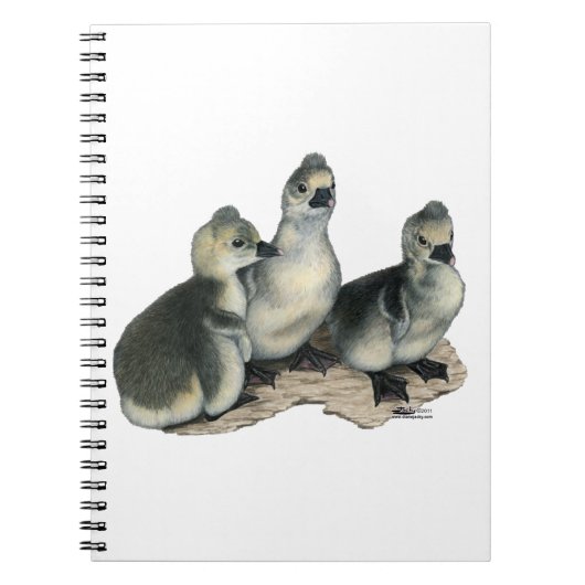 Carnet Oisons toulousains à huppe (Devant)