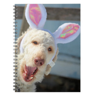 Carnet Ollie de Pâques