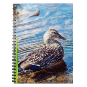 Carnet Ondulations