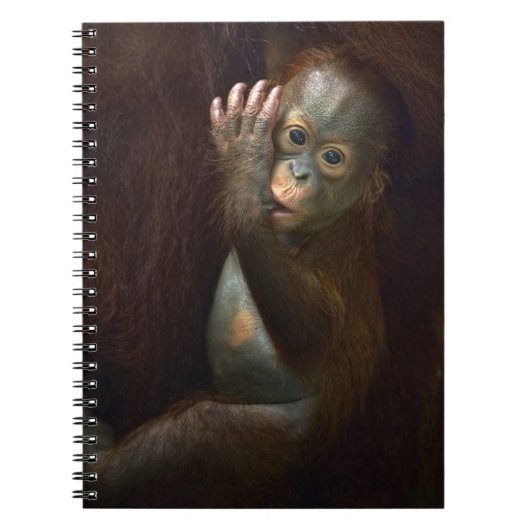 Carnet Orang-outan (Devant)
