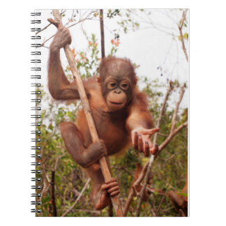 Carnet Orang-outan de maçon - prêtez-moi une main
