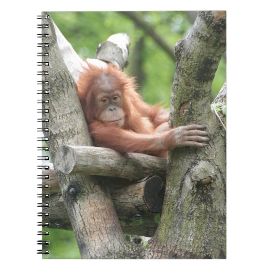 Carnet Orang-Utan (Devant)