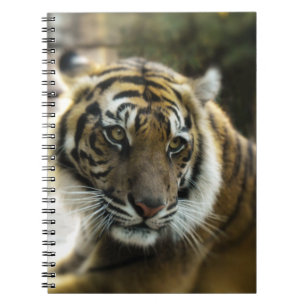 Carnet Orange à rayures noires Bengale photo tigre