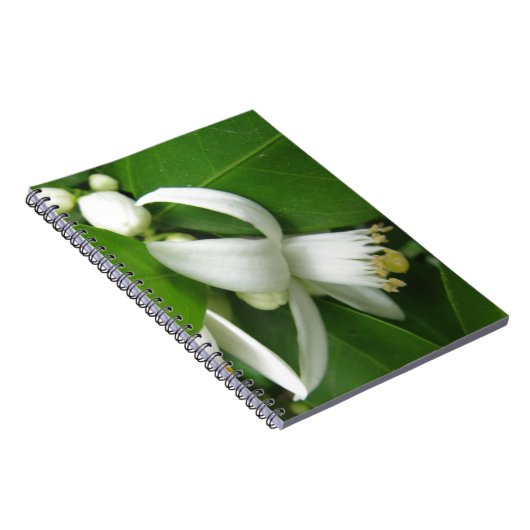 Carnet Orange Blossom (Côté Droit)