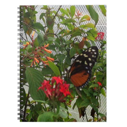 CARNET ORANGE BUTTERFLY (Devant)