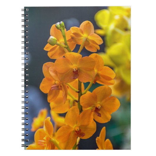 Carnet orange d'orchidées (Devant)