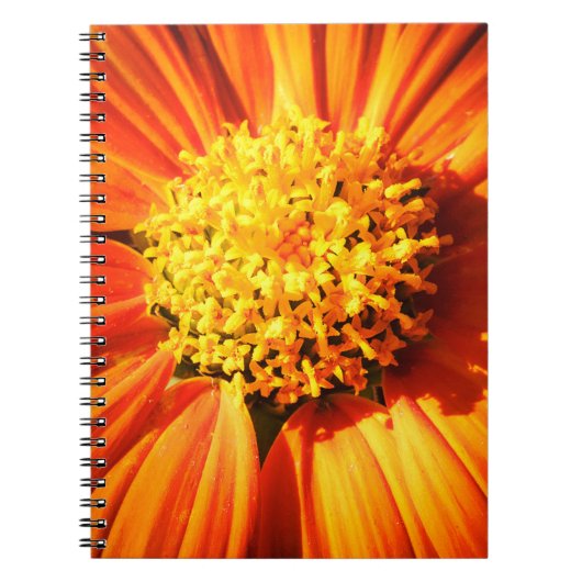 Carnet Orange Flower Macro Nature Photography Wall Art (Devant)