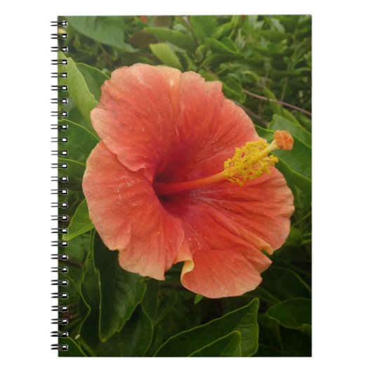Carnet Orange Hibiscus Fleur Tropical Floral (Devant)