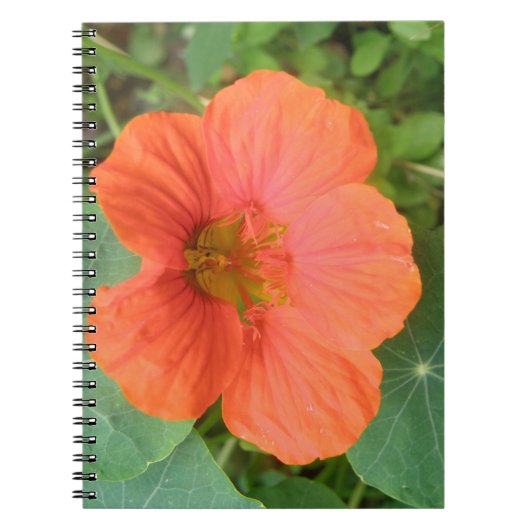 Carnet Orange Nasturtium (Devant)