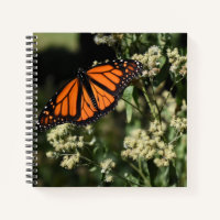 Orange Noir Monarque Papillon Nature Photographie