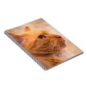 Carnet Orange Tabby Cat Notebook Curious Feline Notebook (Côté Droit)