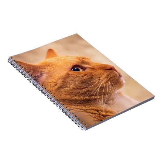 Carnet Orange Tabby Cat Notebook Curious Feline Notebook (Côté Droit)