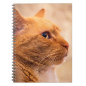 Carnet Orange Tabby Cat Notebook Curious Feline Notebook (Devant)