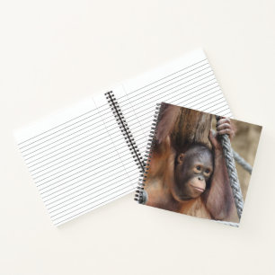 Carnet OrangUtan 002