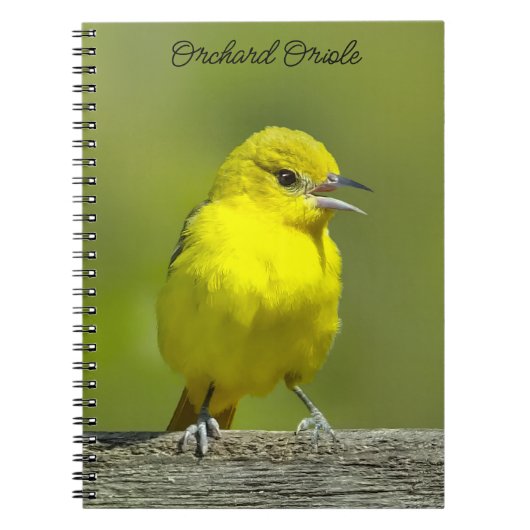 Carnet Orchard Oriole - Photo originale (Devant)