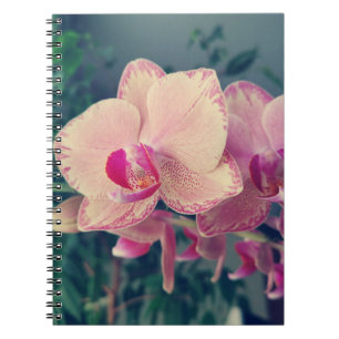Carnet Orchid phalaenopsis ppolka dot pink flowers