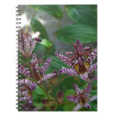 Carnet Orchidée blanche rayée violette rose comme lys de (Devant)