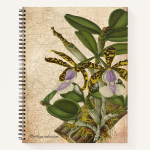 Carnet orchidée Cattleya Aclandiae - Chic