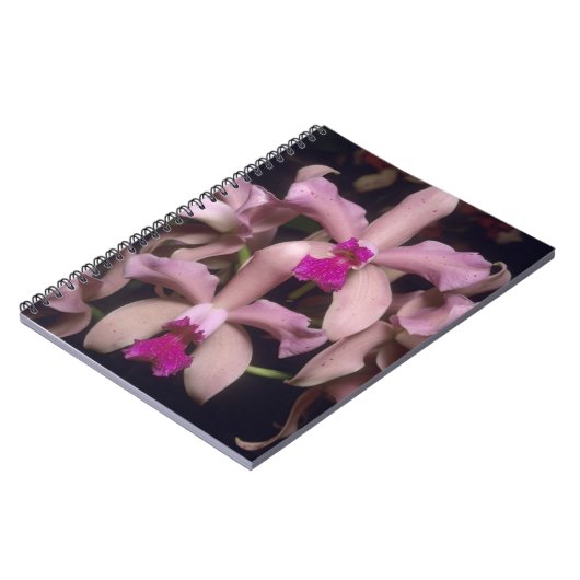 Carnet Orchidée (Cattleya amethystoglossa), est (Côté gauche)