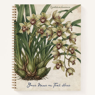 Carnet orchidée Cymbidium lowianum