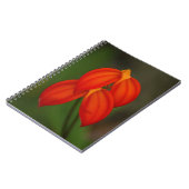 Carnet Orchidée d'ignea de Masdevallia (Côté gauche)