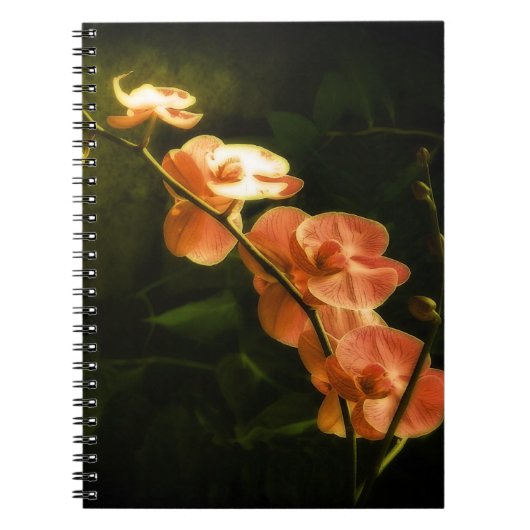 Carnet Orchidée orange (Devant)