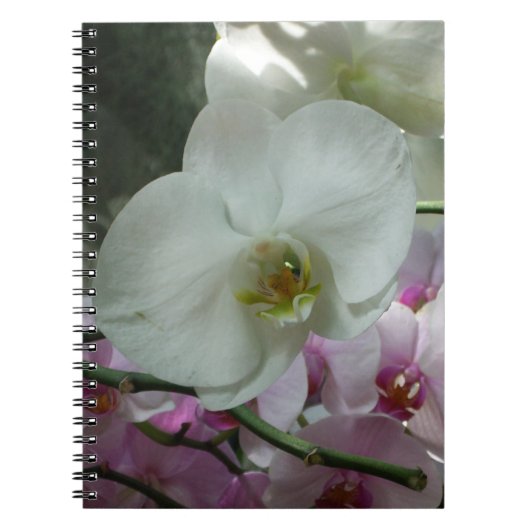 Carnet Orchidées blanches et violettes (Devant)