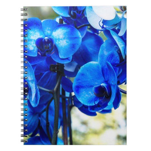 Carnet Orchidées bleues (Devant)