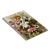 Carnet Orchidées, Orchidée Denusblumen Ernst Haeckel (Côté Droit)