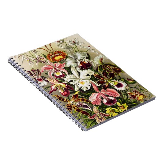 Carnet Orchidées, Orchidée Denusblumen Ernst Haeckel (Côté Droit)