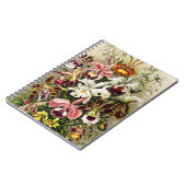 Carnet Orchidées, Orchidée Denusblumen Ernst Haeckel (Côté gauche)