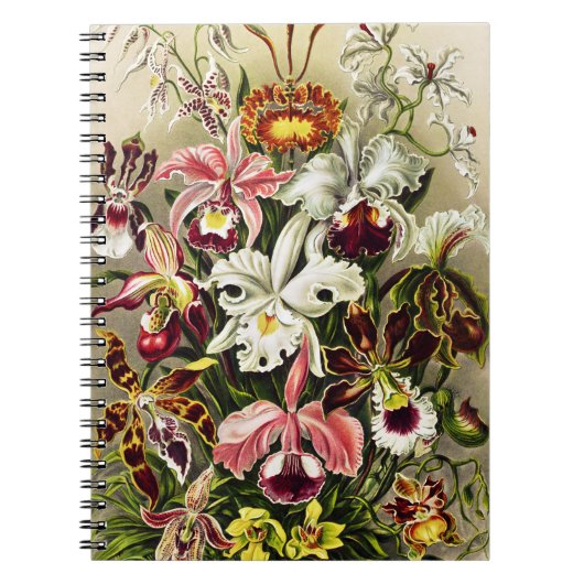 Carnet Orchidées, Orchidée Denusblumen Ernst Haeckel (Devant)