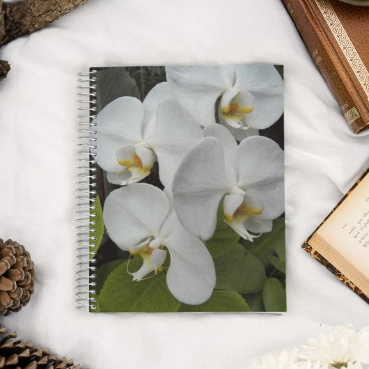 Carnet Orchidées Phalaenopsis Blanche Floral