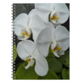 Carnet Orchidées Phalaenopsis Blanche Floral (Devant)